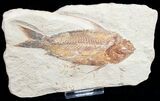 Beautiful Orange Nematonotus Fossil Fish - #9472-2